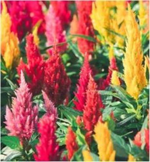 CELOSIA  ASSORTED CELOSIA